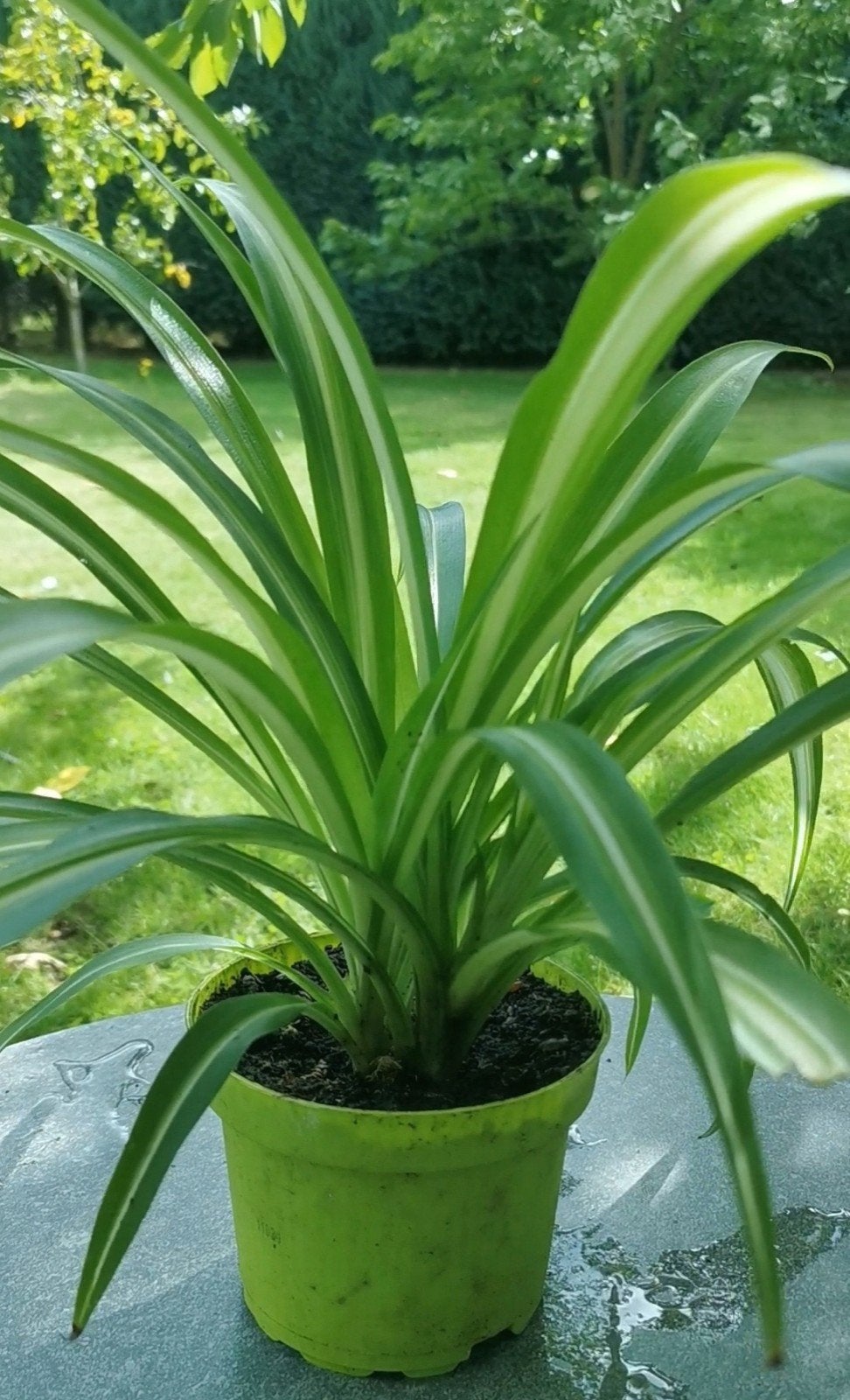 Nénuphar beau et sain - Chlorophytum, Jardin & Terrasse, Bulbes & Semences, Enlèvement, Toute l'année, Mi-ombre