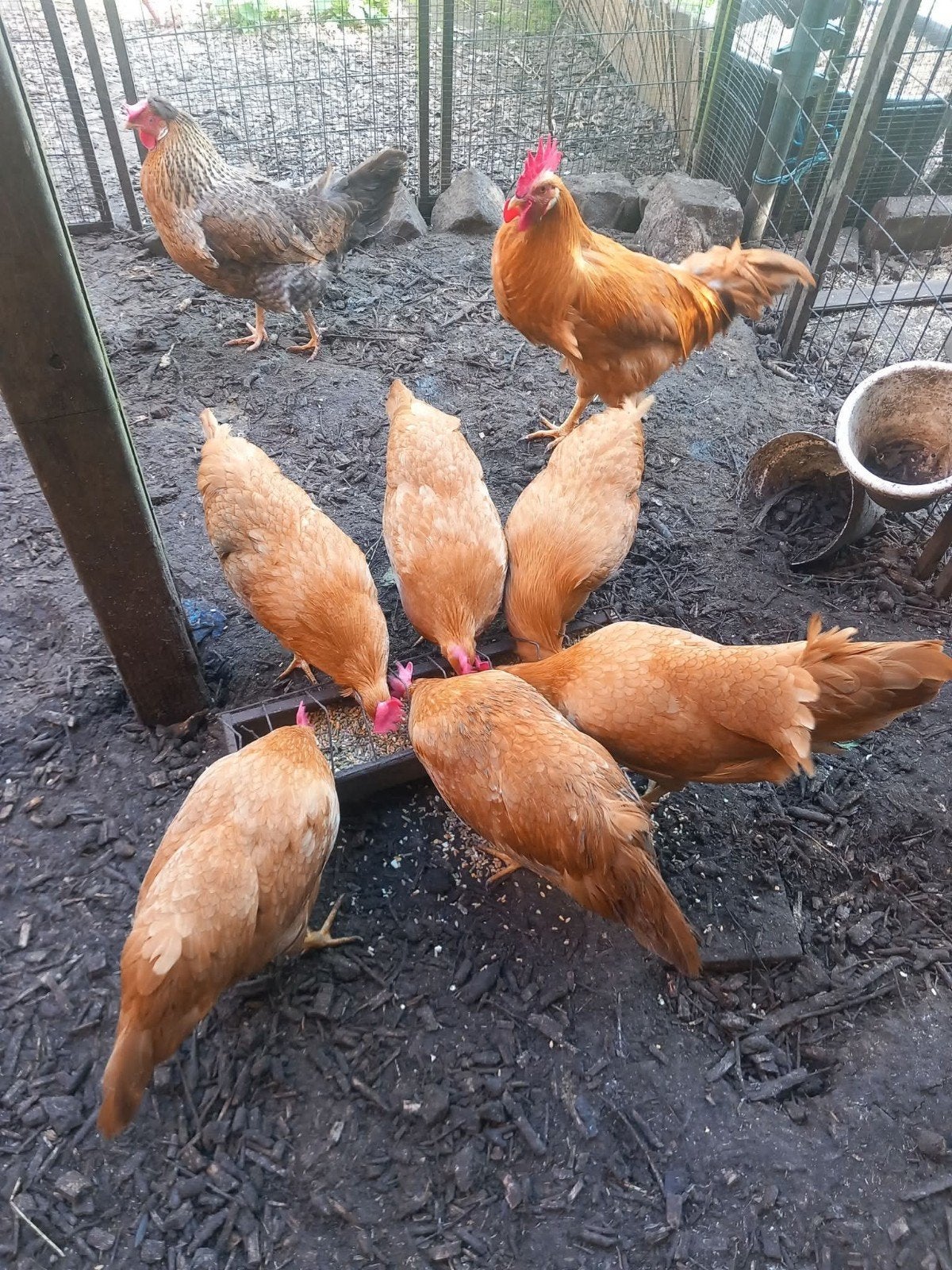 foktoom leghorn Buff, Meerdere dieren, Kip
