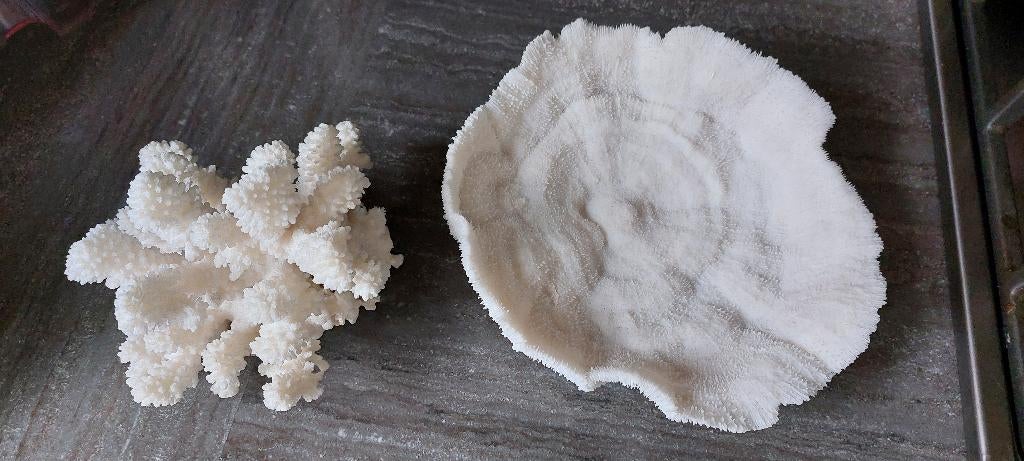2 witte koralen paddestoelkoraal, Ophalen of Verzenden, Fossiel