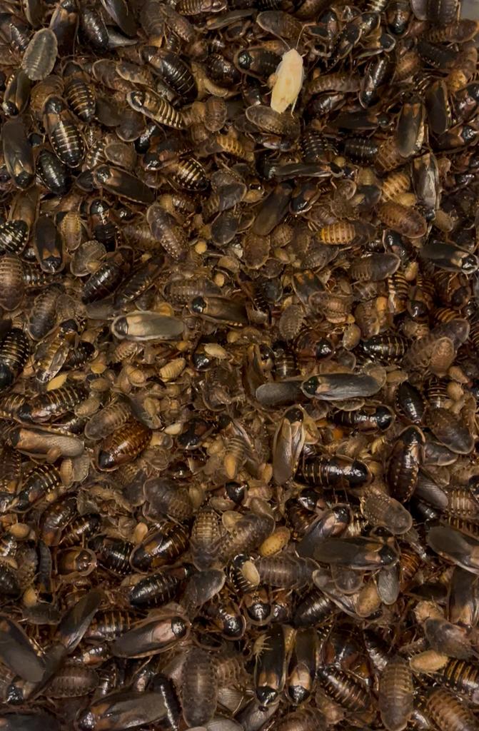 Blaptica dubia - voedzame kakkerlakken voor reptielen, Dieren en Toebehoren, Reptielen en Amfibieën, Amfibie
