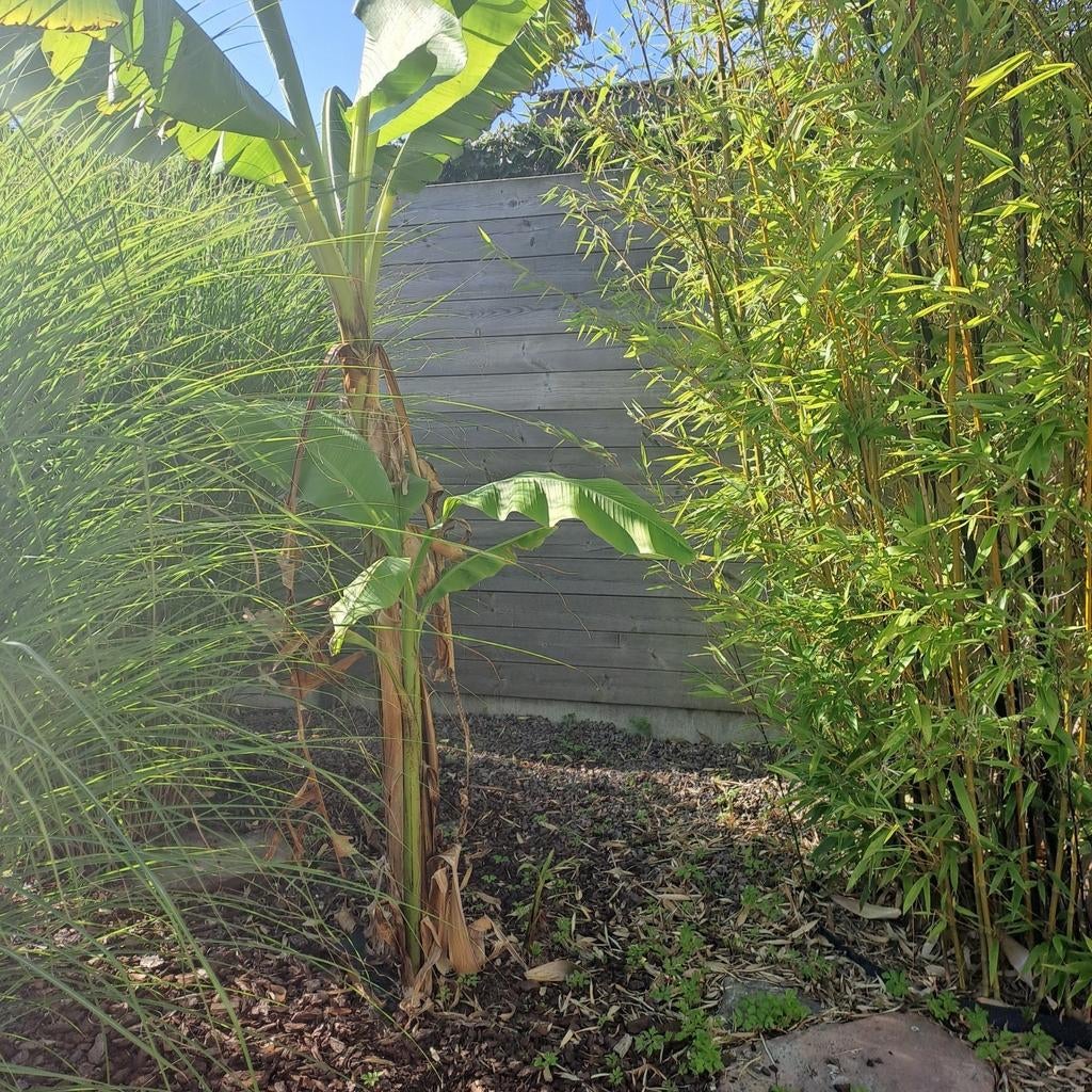 Jonge bananenbomen (Musa Basjo), Tuin en Terras, Ophalen