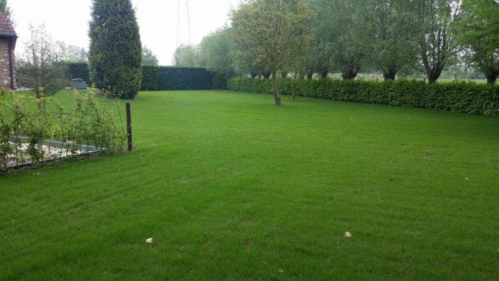 gazon zaaien / aanleg  + weide onderhoud: klepelmaaien ed., Ophalen, Nieuw, 20 m² of meer, Gras