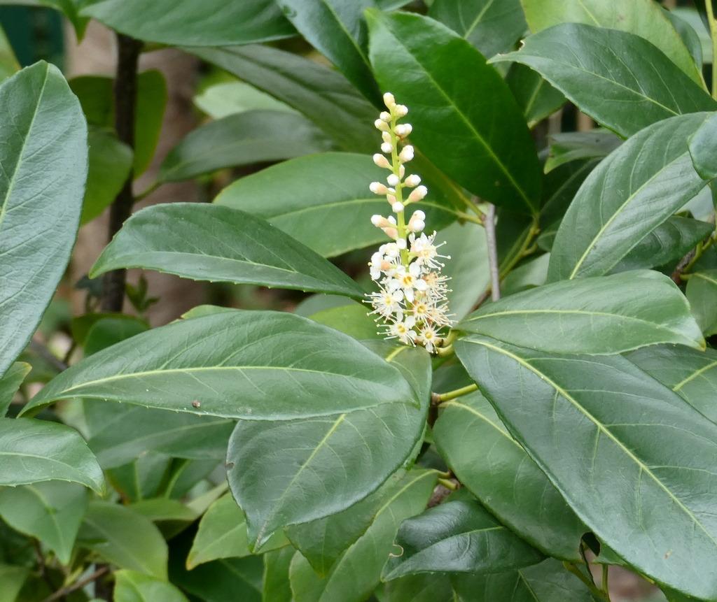Jeune laurier-palme arbuste de 50 cm – Prunus laurocerasus, Jardin & Terrasse, Enlèvement, En pot, Moins de 100 cm
