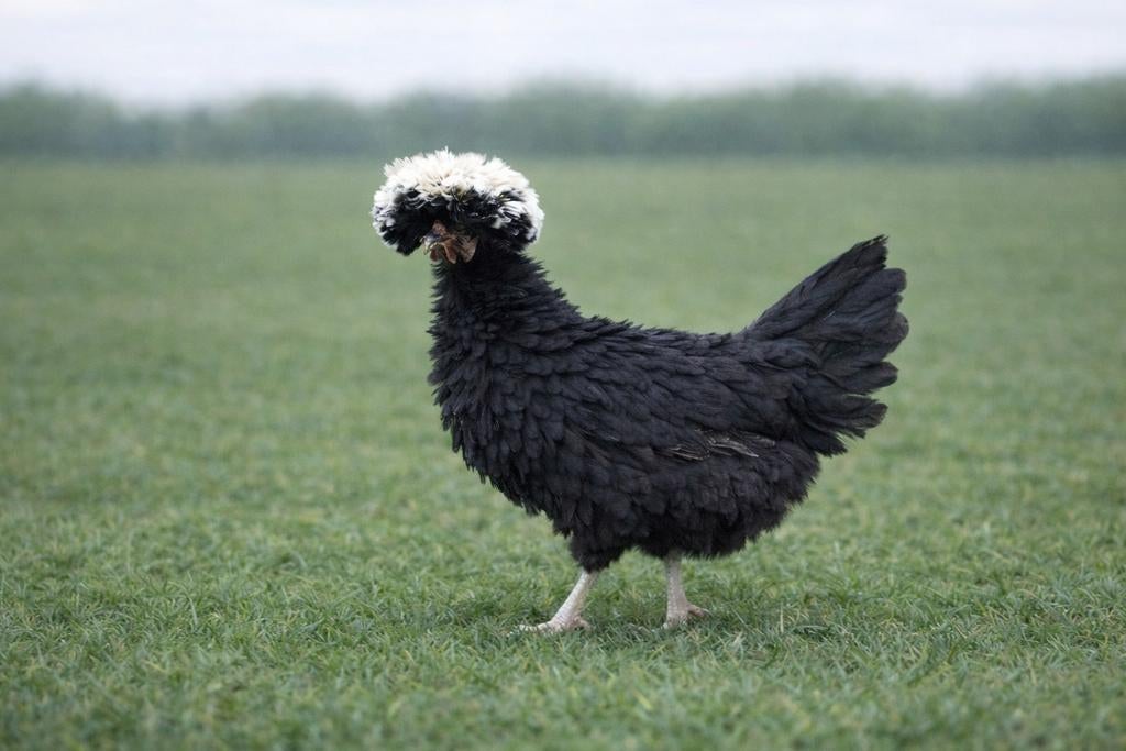 Hollandse kuifhoender krulveer krielkippen jonge hennen, Dieren en Toebehoren, Pluimvee, Vrouwelijk, Kip