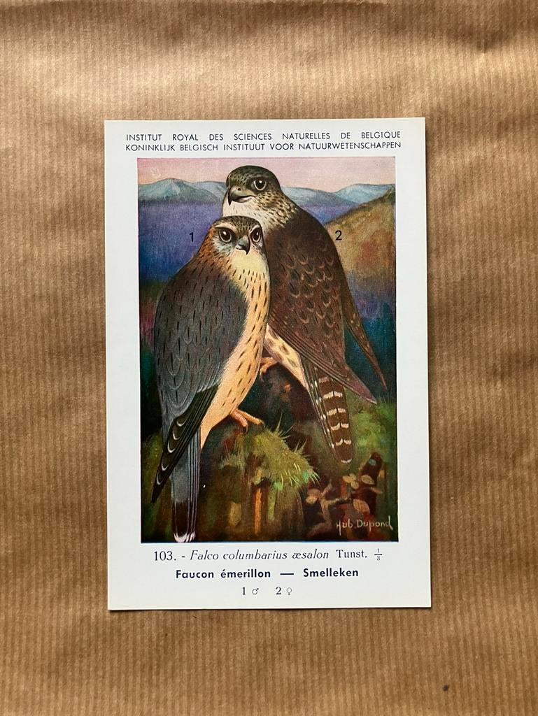 Vogels der Belgische Fauna Nr. 103 Smelleken, Verzamelen, Ophalen of Verzenden, Ongelopen, Vogel