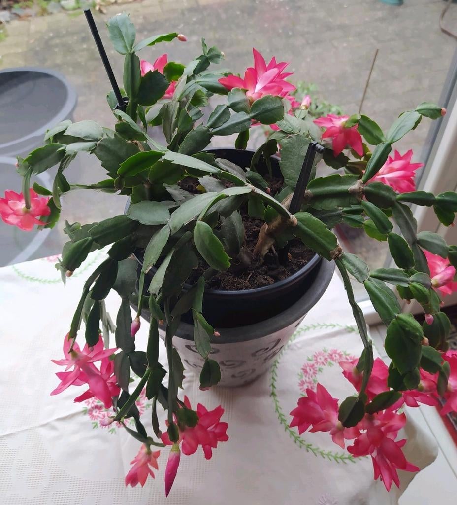 Beau et grand cactus de Noël qui produit des fleurs rose cla, Enlèvement ou Envoi