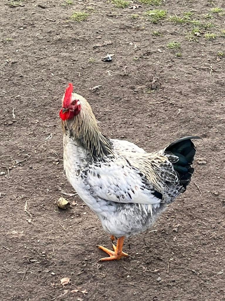 Jonge haan ( 5 maand ), Mannelijk, Kip