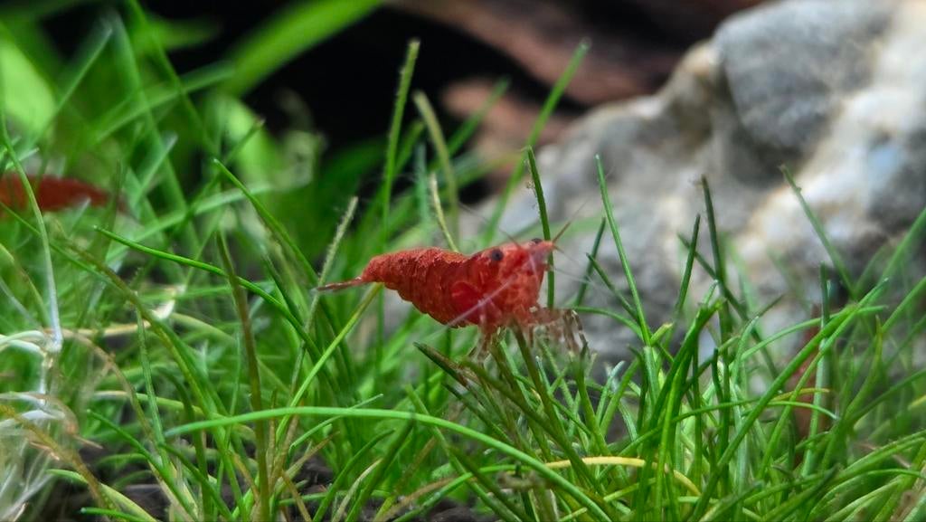 Neocaridina vuurgarnalen te koop, Oktober, Meerdere dieren