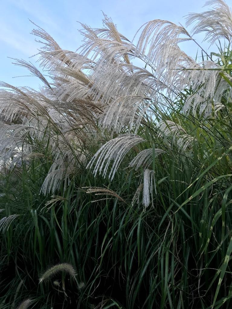 Miscanthus., Automne, Plein soleil, Enlèvement, Graminées ornementales