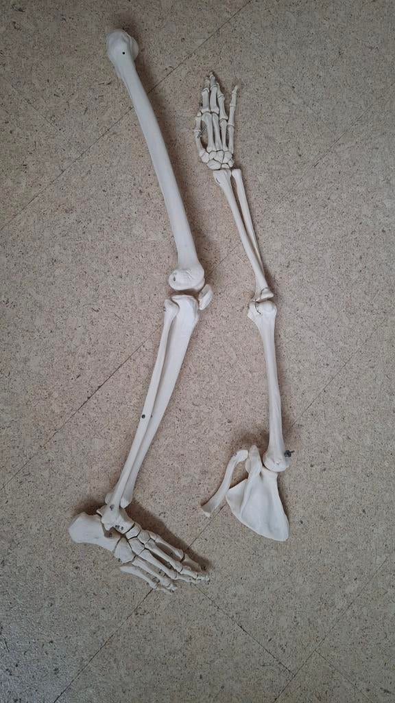 Anatomisch skelet, Diversen, Schoolbenodigdheden, Ophalen of Verzenden, Zo goed als nieuw