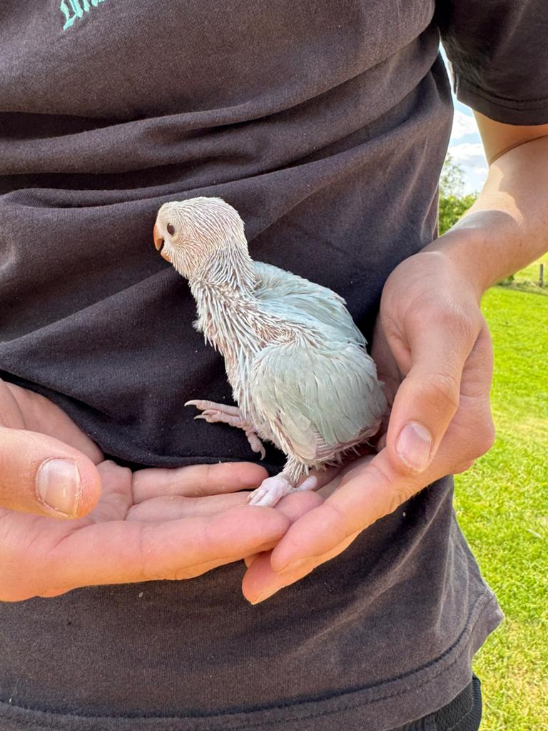 Jonge halsbandparkieten, Dieren en Toebehoren, Vogels | Parkieten en Papegaaien, Tam