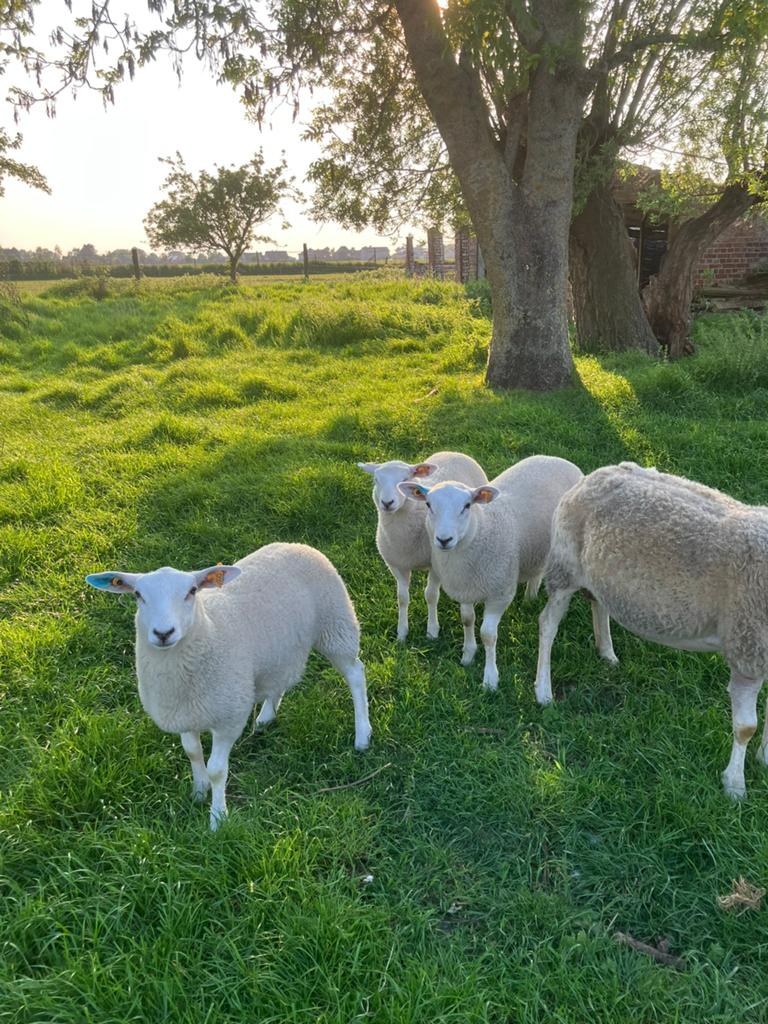 Agneaux Swifteroo, Femelle, Mouton, 0 à 2 ans