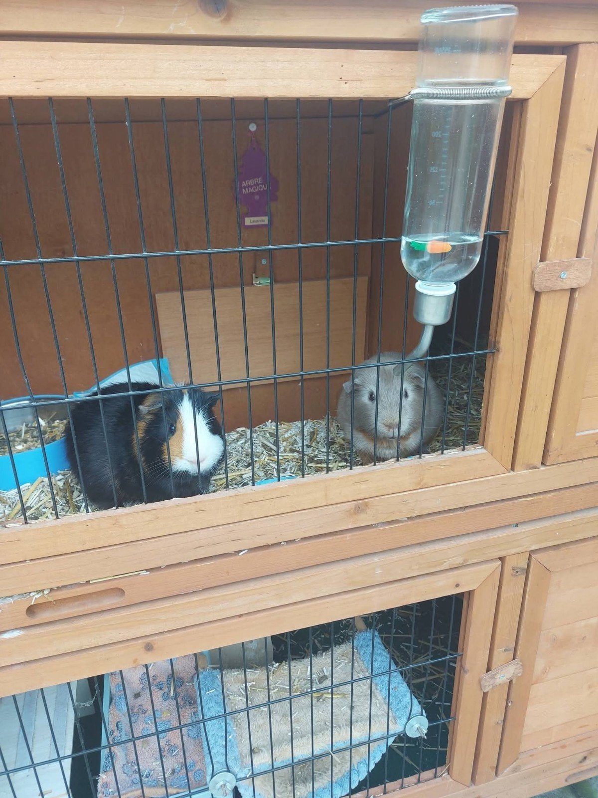 Te koop cavia's plus het verblijf., Ophalen, Zo goed als nieuw, Kooi, Cavia
