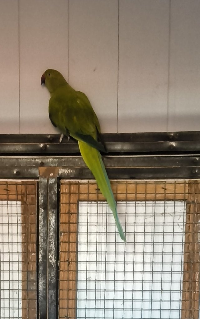Col Parkie, Animaux & Accessoires, Femelle, Perruche, Bagué