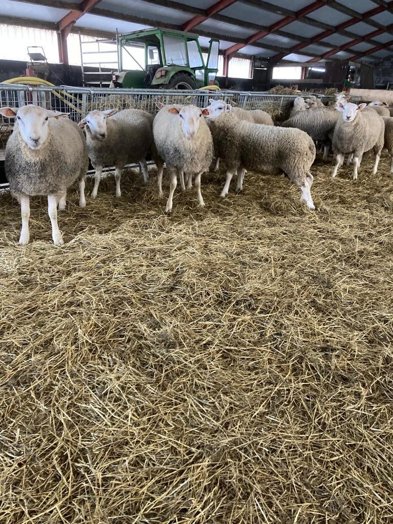 Grote bokken., Dieren en Toebehoren, Schapen, Geiten en Varkens