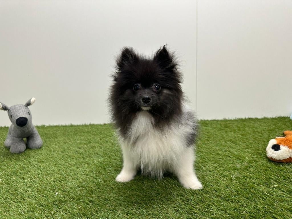 Chiots Spitz Nain, Loulou, Hépatite contagieuse (maladie de Rubarth), Plusieurs, Belgique