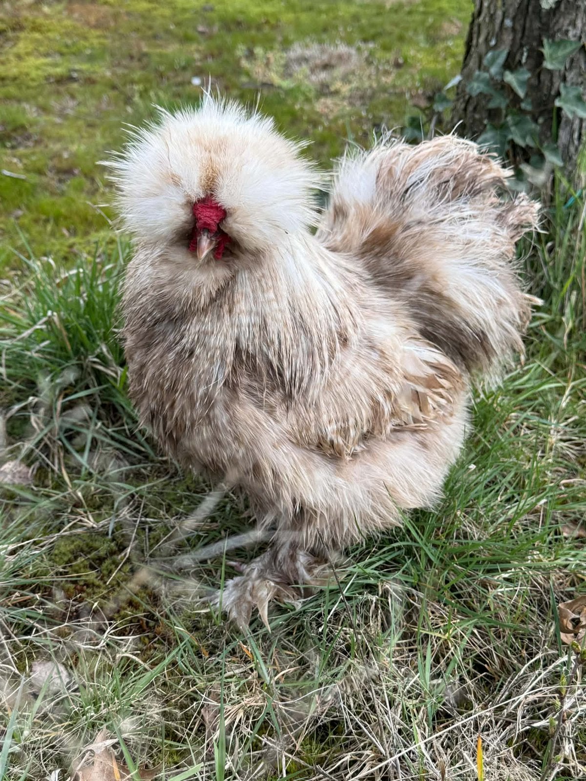 USA zijdehoen broedeieren, Dieren en Toebehoren, Pluimvee