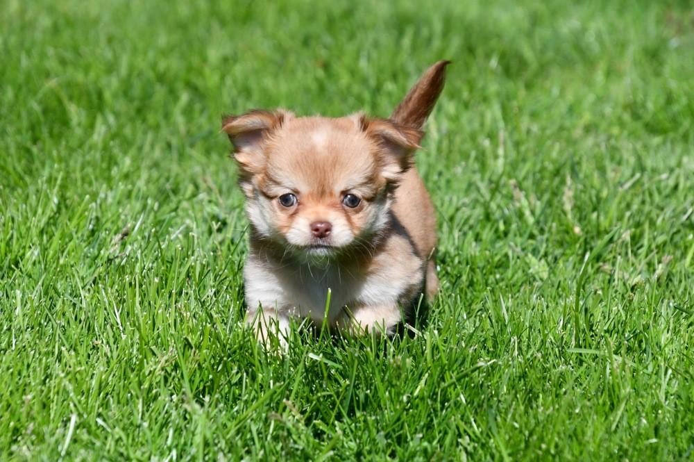 Chihuahua pups te koop, Parvo, België, 8 tot 15 weken, Meerdere