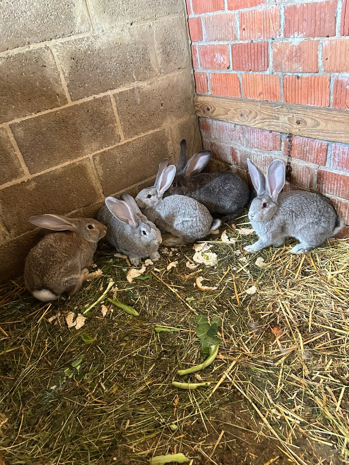 Duitse reuzen te koop! (Rammelaars), Dieren en Toebehoren, Konijnen, Mannelijk, Groot, 0 tot 2 jaar