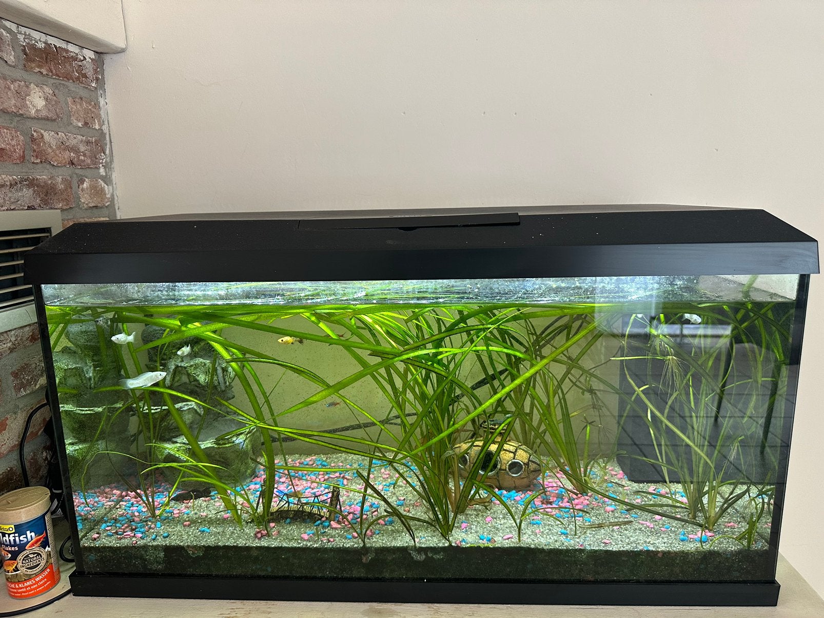 Aguarium met vis, Ophalen, Verwarming, Zo goed als nieuw, Decoratie