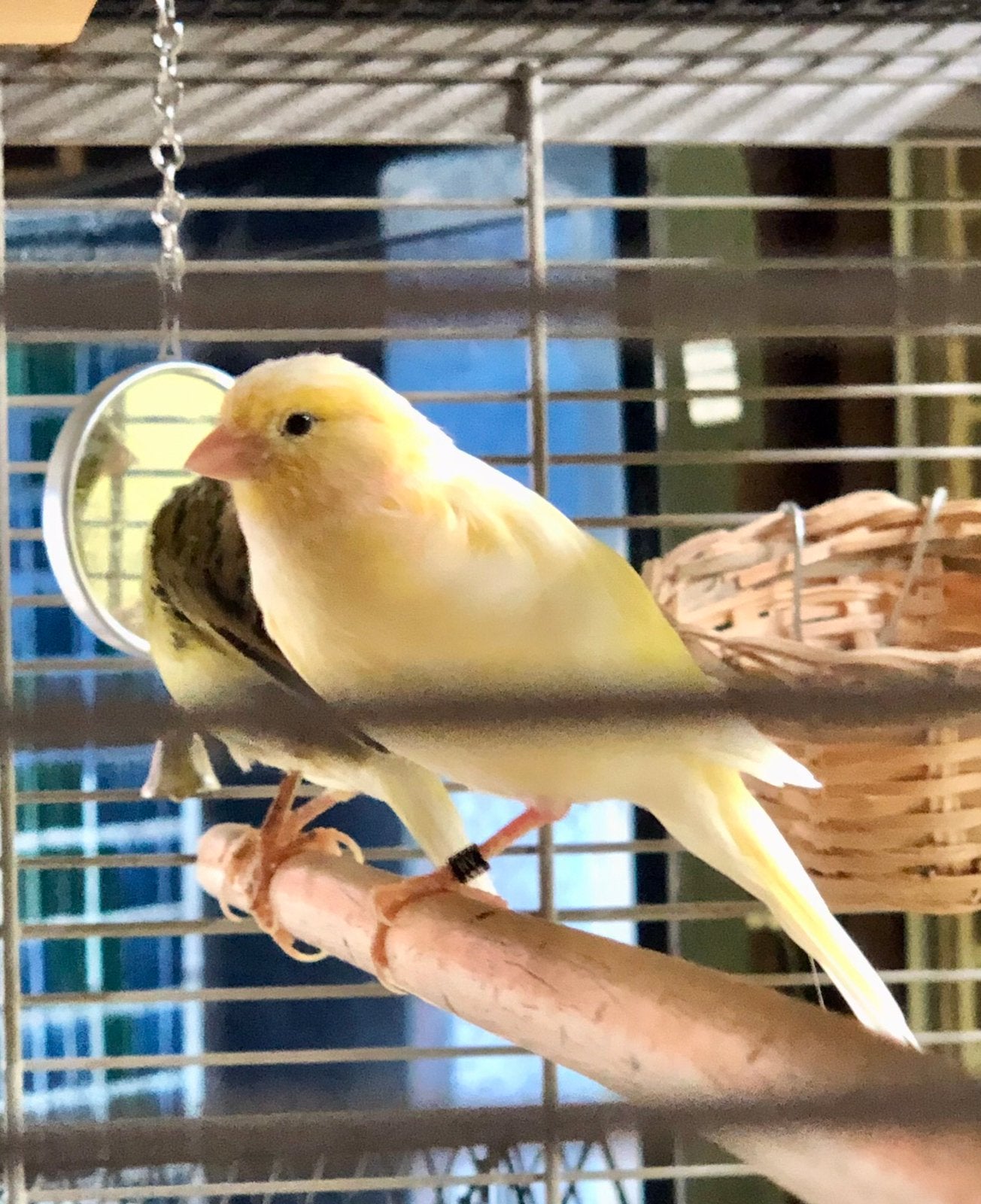Canari, Femelle