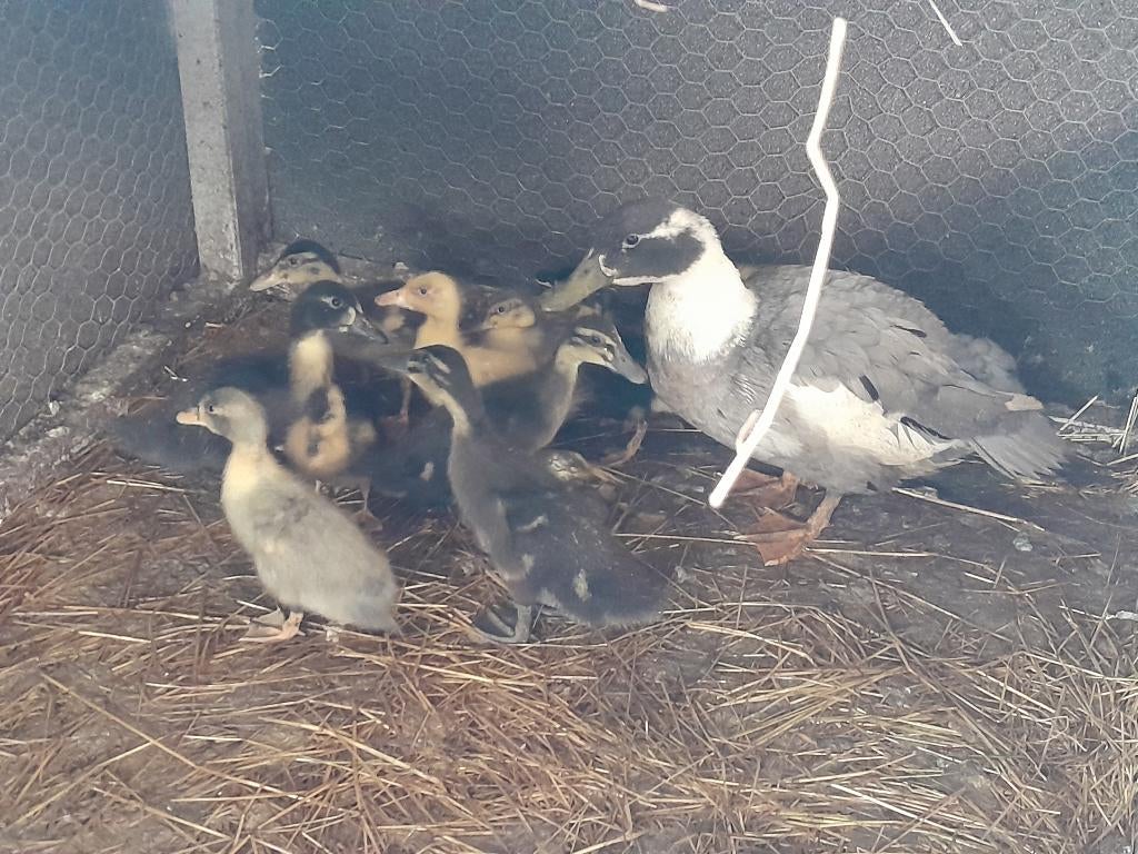 eendenkuikens, Plusieurs animaux, Canard