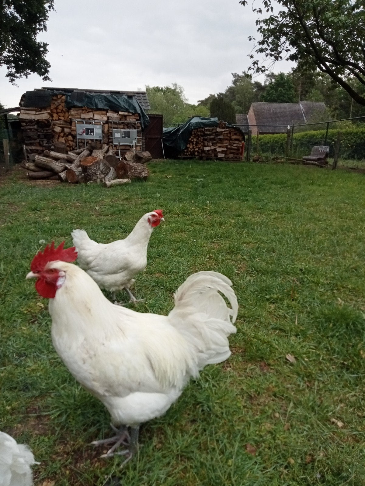 Poules de Bresse, Animaux & Accessoires