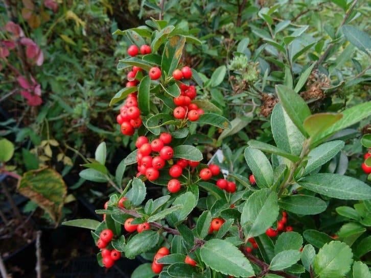 Pyracantha Firethorn 50-60 cm en pot