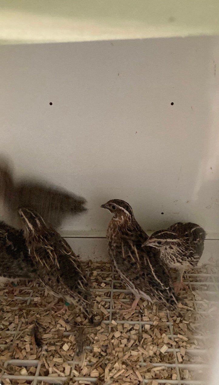 Inlandse kwartels, Dieren en Toebehoren, Geringd