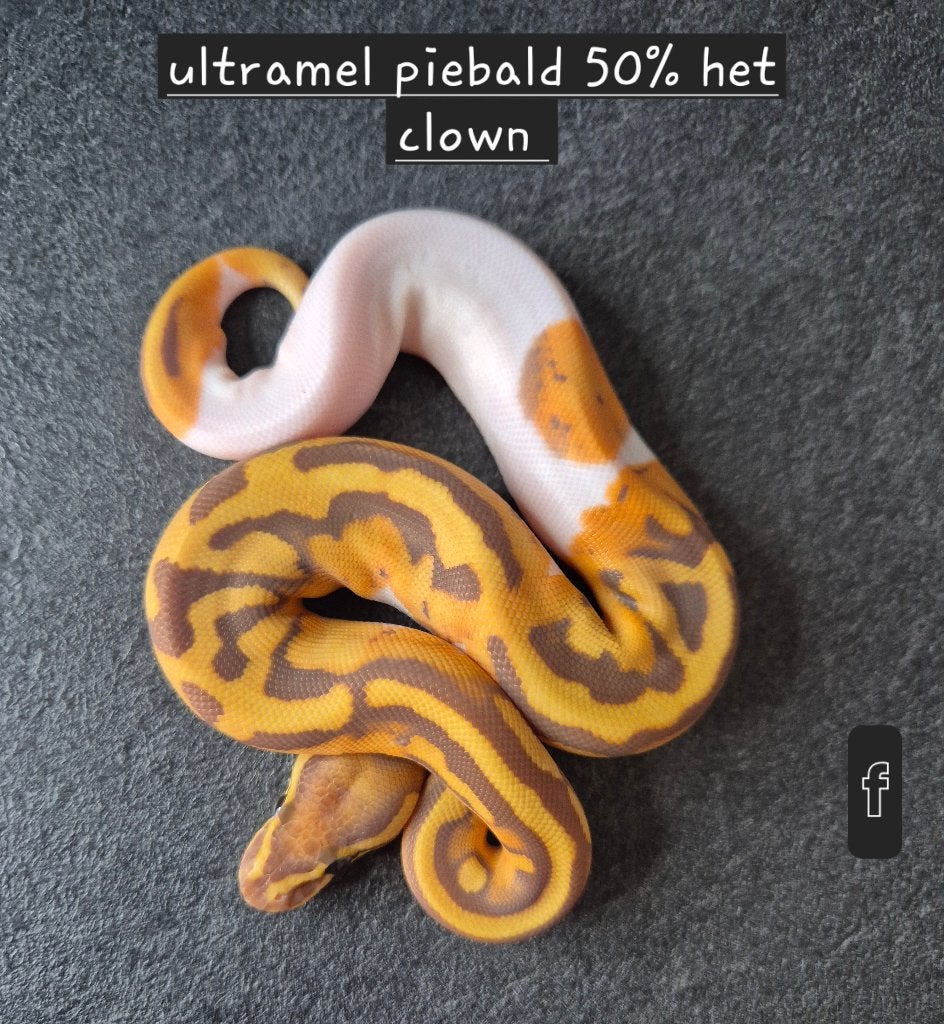 Python regius Ball Python - unknown for sale from Thomas