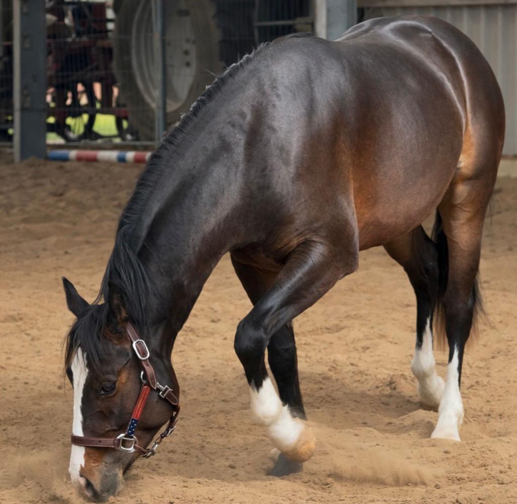 Jonge apha met veel kwaliteit voor de sport., Dieren en Toebehoren, Paarden, Minder dan 160 cm, Met stamboom, 0 tot 2 jaar, Hengst