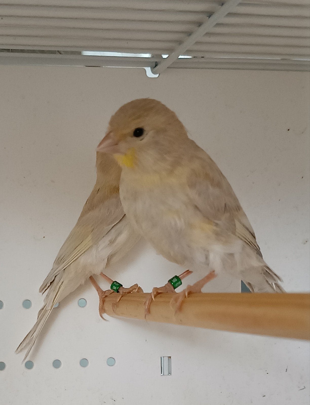 Kanarie man, Dieren en Toebehoren, Vogels | Overige Vogels, Geringd