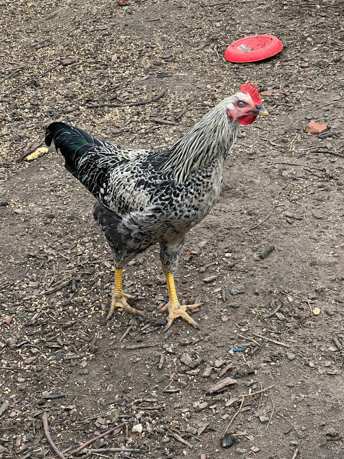 Haan 4 maand oud, Dieren en Toebehoren, Pluimvee, Mannelijk, Kip