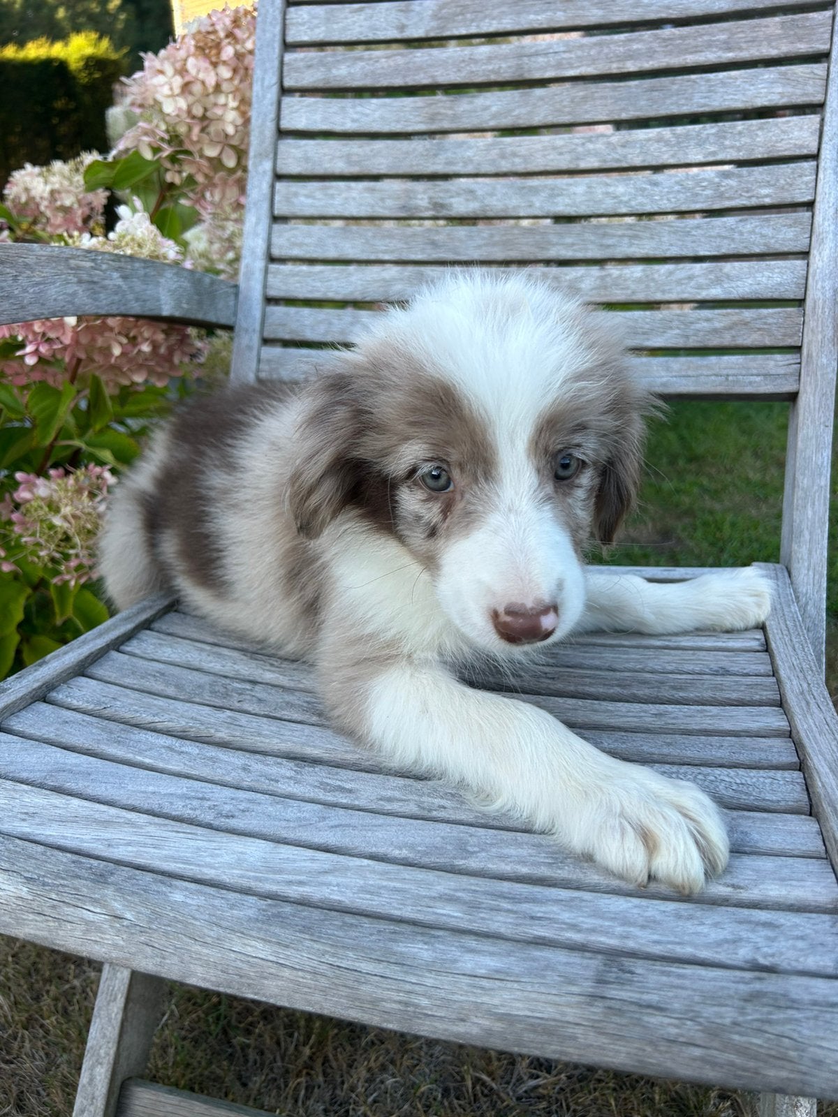 Border Collie pups, Dieren en Toebehoren, Honden | Herdershonden en Veedrijvers, België, Fokker | Hobbymatig, 8 tot 15 weken, Collie