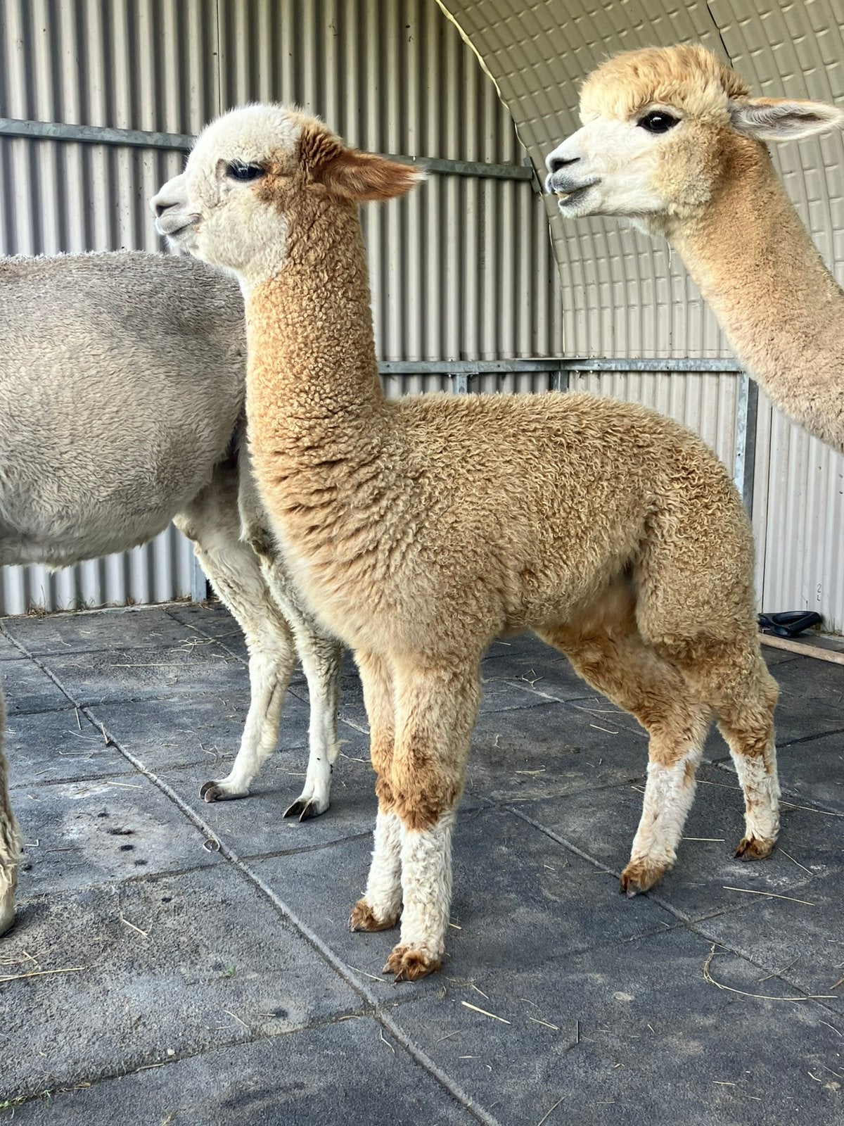 2 of 3 alpaca veulen hengstjes, Dieren en Toebehoren, Mei, Meerdere dieren