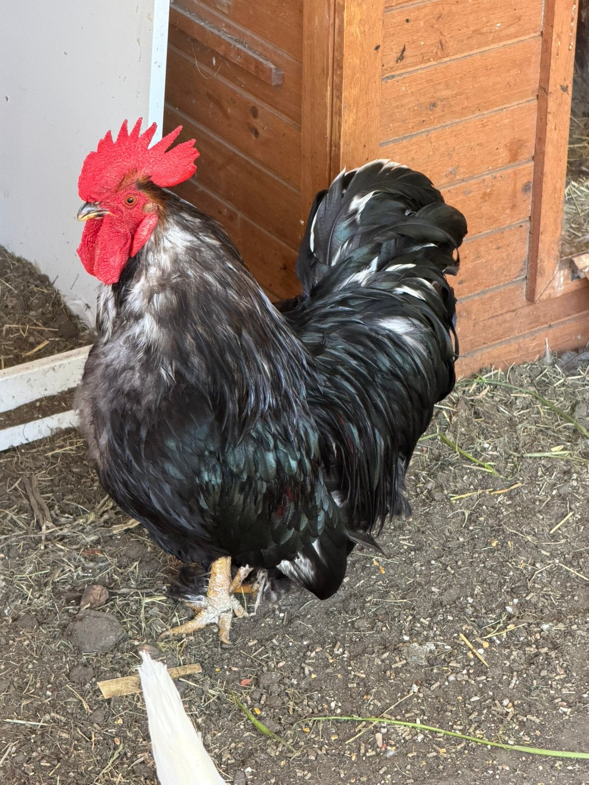 Haan, Dieren en Toebehoren