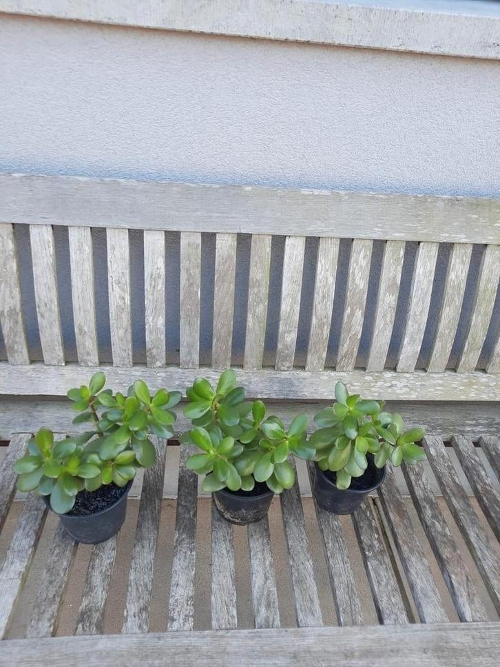 Kamerplant ( vetplant), Enlèvement, Plante succulente