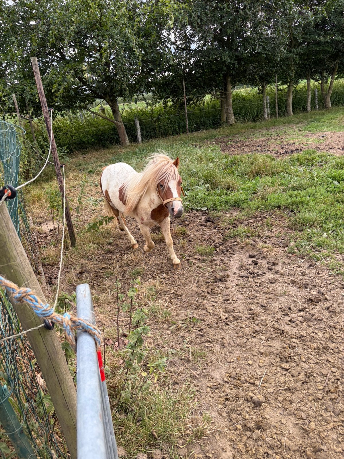 Cherlander hengst te koop, Dieren en Toebehoren, Schapen, Geiten en Varkens