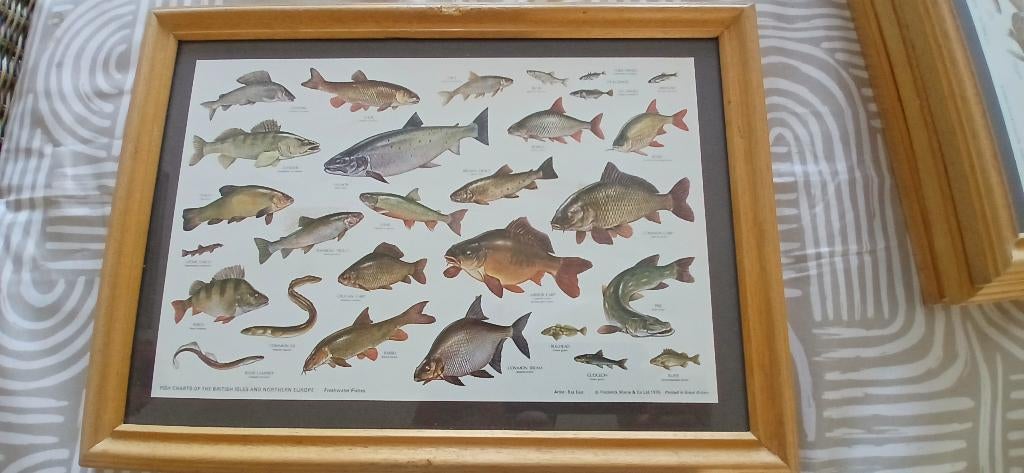Visframes, Dieren en Toebehoren, Vissen | Vijvervissen, Overige soorten