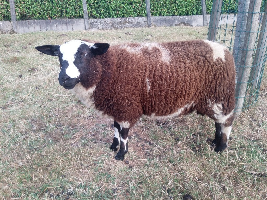 baggerbonte ram, Mâle, Mouton, 0 à 2 ans