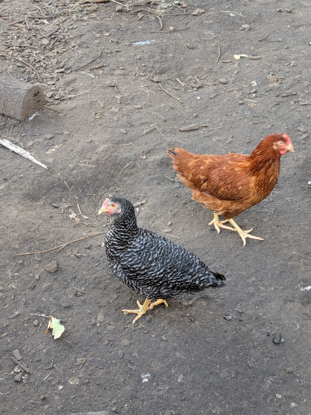 koekoekskleurige legkippen, Dieren en Toebehoren