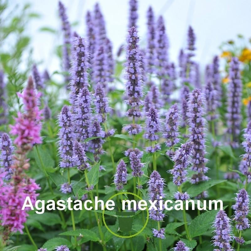 AV. DIVERS VARIETES DE SEMENCES DE FLEURS PAR LE A .B .C, Enlèvement
