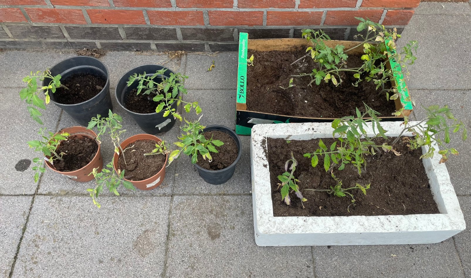 Gratis resterende tomaten plantjes, Tuin en Terras, Planten | Tuinplanten, Ophalen