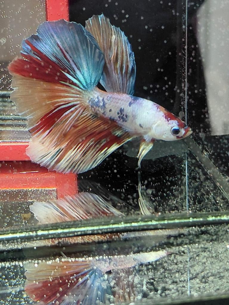 Betta man halfmoon, Animaux & Accessoires, Poissons | Poissons d'aquarium