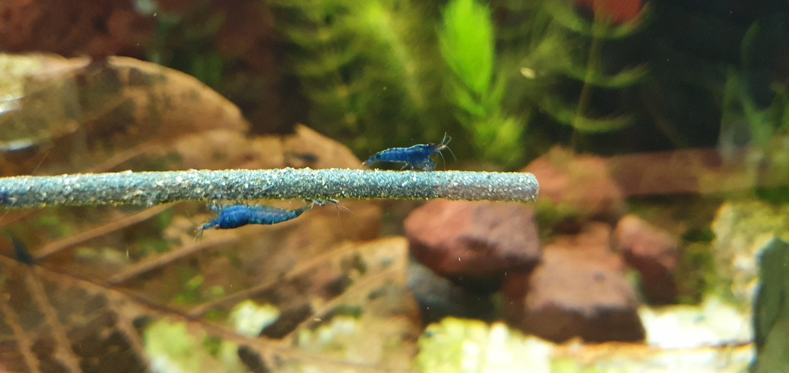 Crevettes Blue Dream, Animaux & Accessoires