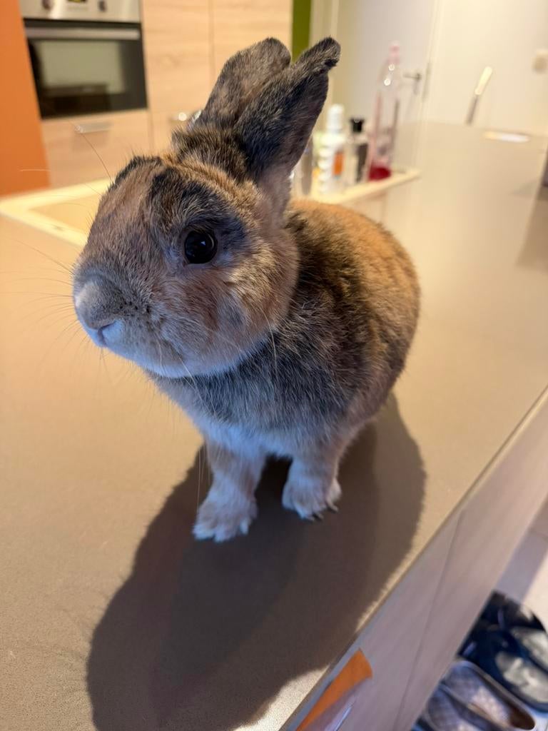 Dwergkonijn te koop, Dieren en Toebehoren, Mannelijk, 3 tot 5 jaar