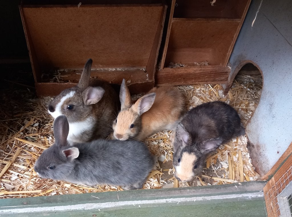 Dwergkonijnen, Animaux & Accessoires, Lapins, Plusieurs animaux, Nain