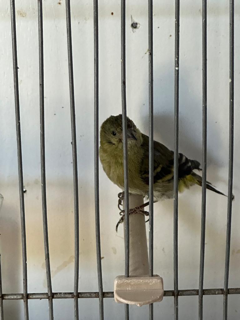 zwartkopsijs pop, Dieren en Toebehoren, Vogels | Overige Vogels, Vrouwelijk, Wildzangvogel, Geringd