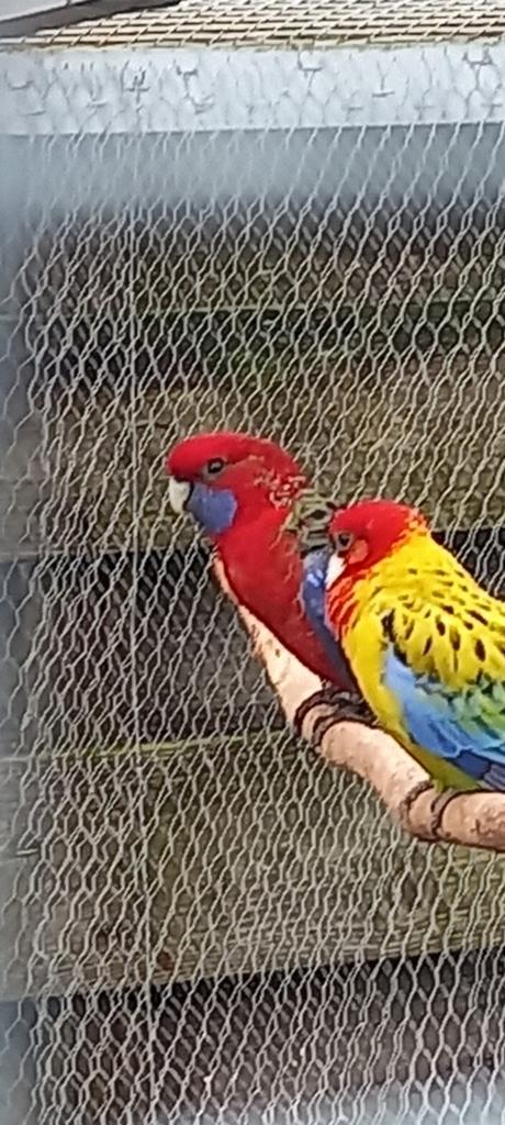 Parkiet Pennant Rosella, Dieren en Toebehoren, Parkiet