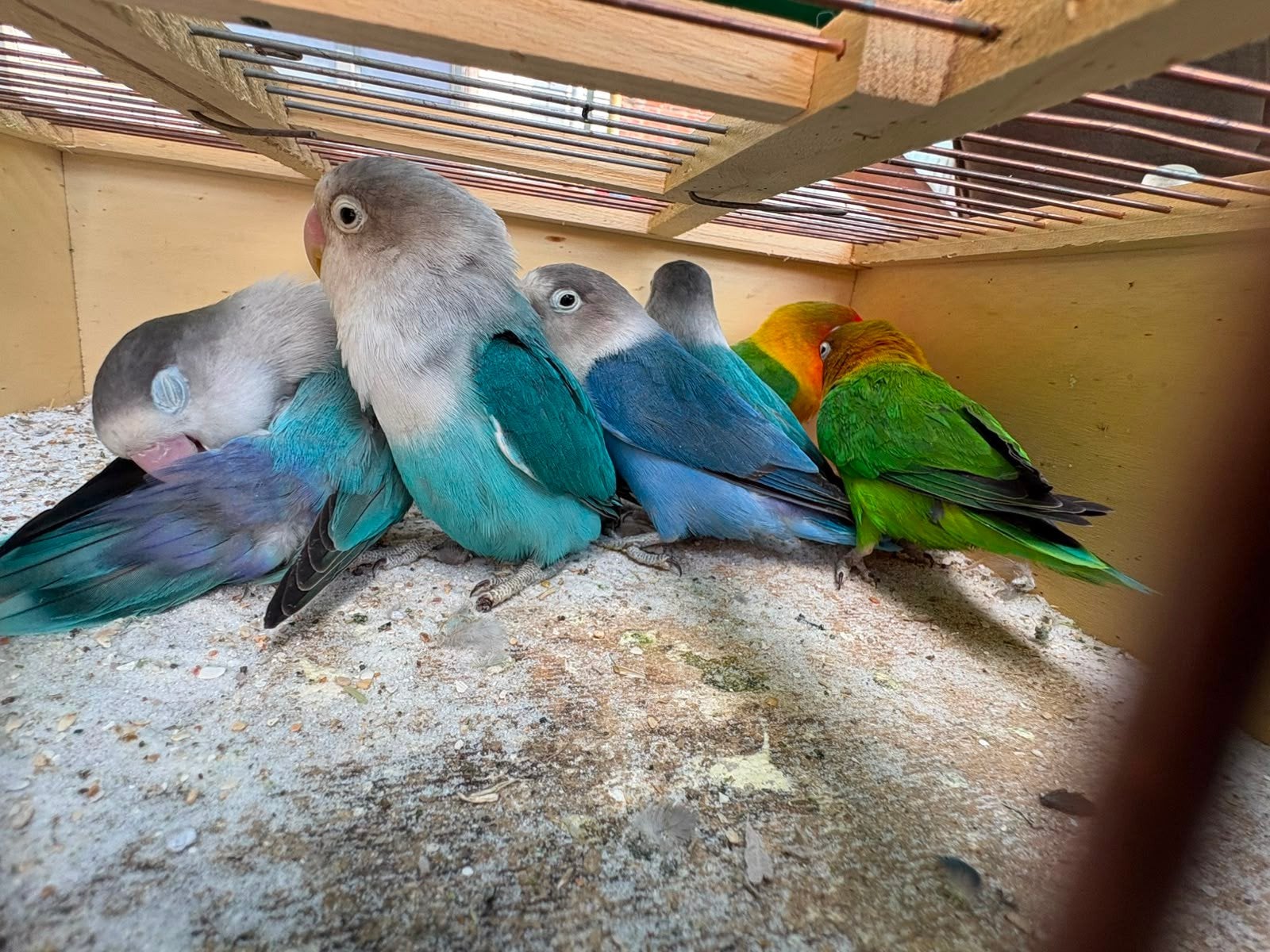 diverse agapornissen, Dieren en Toebehoren